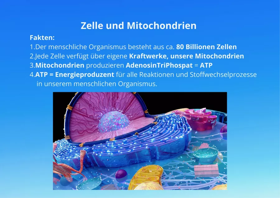 Zelle und Mitochondrien