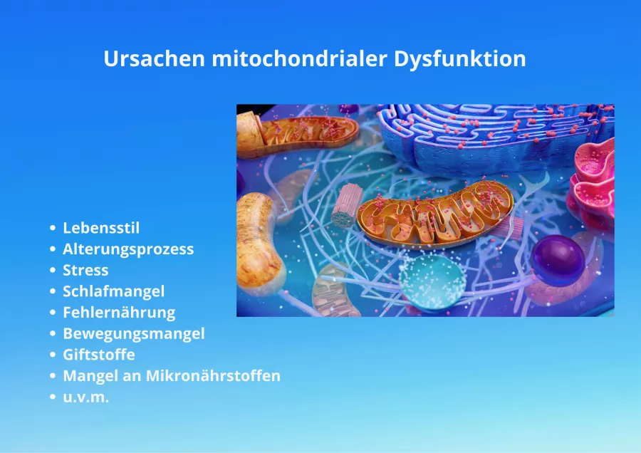 Ursache mitochondrialer Dysfunktion